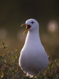 Mew Gull (Larus Canus) Adult , Alaska Interior Photographic Print by Michael S. Quinton