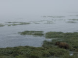 Brown Bear (Ursus Arctos) Alaska Photographic Print by Michael S. Quinton