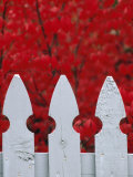 White Picket Fence Against Red Autumn Foliage Photographic Print by Lynn Johnson