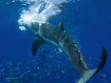 Great White Shark Grabs Bait in Clear Water Off Guadalupe Island Photographic Print by Mauricio Handler