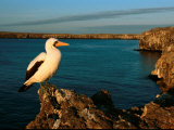 Masked Booby Perched on Seaside Cliffs of Volcanic Rock Photographic Print by Mattias Klum