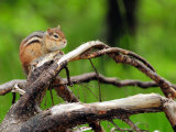 Eastern Chipmunk with Full Cheek Pouches Sits on a Branch Photographic Print by Darlyne A. Murawski