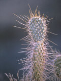 Close View of an Engleman Cactus in the Grand Canyon Photographie par David Edwards