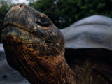 Close-up of an Endangered Giant Galapagos Tortoise Photographic Print by Mattias Klum