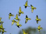 Flock of Airborne Peach-Fronted Parakeets Photographic Print by Joel Sartore