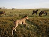 Protected Mustang Foal Romps in a Meadow Photographic Print by Melissa Farlow