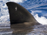 Great White Shark Swims Just under the Surface Off Guadalupe Island Photographic Print by Mauricio Handler