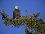 Young Bald Eagle in Grand Teton National Park, Wyoming Photographic Print by Drew Rush