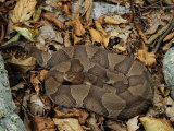 Copperhead Snake, Agkistrodon Contortrix, Nestled in Leaf Litter Lámina fotográfica por George Grall Copperhead Snake, Agkistrodon Contortrix, Nestled in Leaf Litter Lámina fotográfica por George Grall
