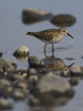 Least Sandpiper, Alaska Photographic Print by Michael S. Quinton