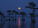 Full Moon Rises Above Cypress Trees at Lake Mattamuskeet Lámina fotográfica por George Grall Full Moon Rises Above Cypress Trees at Lake Mattamuskeet Lámina fotográfica por George Grall