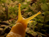 Banana Slug in Prairie Creek Redwoods State Park Photographic Print by Michael Nichols
