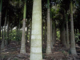 Royal Palms (Roystonea Regia) in a Nursery Near Clewiston, Florida Photographie par Scott Sroka