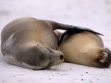 Endangered Galapagos Sea Lion and Pup Sleeping on a Beach Photographic Print by Mattias Klum