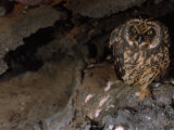 Short-Eared Owl Looking Out from Among Volcanic Rock Photographic Print by Mattias Klum