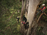 Scientists Measure a Fire Cave in a Redwood Damaged by Wildfire Photographic Print by Michael Nichols