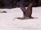 Booby Flying with a Twig in it's Mouth Photographic Print by Mattias Klum