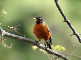 American Robin on a Tree Branch Photographic Print by Darlyne A. Murawski