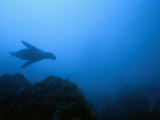 Silhouetted Endangered Galapagos Sea Lion Swimming Underwater Lámina fotográfica por Mattias Klum Silhouetted Endangered Galapagos Sea Lion Swimming Underwater Lámina fotográfica por Mattias Klum