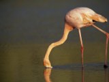 Greater Flamingo, Phoenicopterus Ruber, Feeding in Shallow Water Photographic Print by Mattias Klum