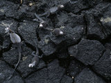 Marine Iguanas on Lava Rock Photographic Print by Mattias Klum