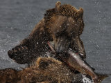 Brown Bear Catches a Salmon Fish in Kuril Lake Photographic Print by Randy Olson