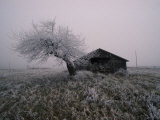 Barn and Ice Covered Tree on Greenwood Hill, New York Photographic Print by Scott Sroka