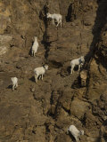 Dall Sheep Photographic Print by Michael S. Quinton