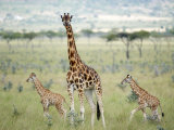 Rothschild's Giraffe and Two Young in Ruma Park, Kenya Photographic Print by Mark Ross