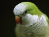 Close-up of a Monk Parakeet, also known as a Quaker Parrot Photographie par Joel Sartore