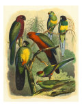 Oiseaux tropicaux II reproduction procédé giclée par Cassel 