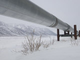 Alaska Pipeline, Alaska Photographic Print by Michael S. Quinton