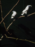 Rare and Almost Extinct Bali Starlings in a Cage Photographie par Eightfish 