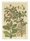 Oak Tree Giclee Print by M.P. Verneuil