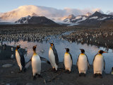 Some of the 100,000 Nesting Pairs of King Penguins in St. Andrews Bay Photographie par Joel Sartore