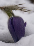Pasque Flower after Spring Snow Photographic Print by Michael S. Quinton