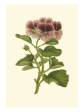 Pink Geranium II Impressão giclée por Van Houtt