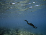 Flightless Cormorant Swimming Underwater Photographic Print by Mattias Klum