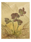 Alpine Florals I Impressão giclée por Vision Studio