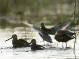 Long Billed Dowitcher (Limnodromus Scolopaceus), Alaska Photographic Print by Michael S. Quinton