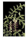 Acanthus in Bud Lámina giclée por Nina Tenser