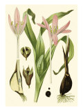 Nature's Harvest III Giclee Print by Vision Studio 