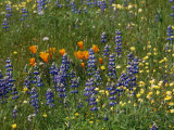 Spring Wildflowers in a Field Photographie par Marc Moritsch
