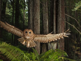 Tagged Northern Spotted Owl in a Redwood Forest Lámina fotográfica por Michael Nichols Tagged Northern Spotted Owl in a Redwood Forest Lámina fotográfica por Michael Nichols