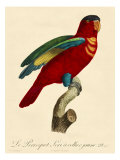 Barraband Parrot No. 95 Giclee-trykk av Jacques Barraband Barraband Parrot No. 95 Giclee-trykk av Jacques Barraband