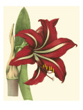 Amaryllis I Giclee Print by Cooke 