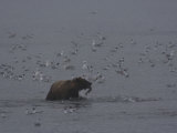 Brown Bear (Ursus Arctos) Alaska Photographic Print by Michael S. Quinton
