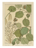 Hazel Tree Lámina giclée por M.P. Verneuil Hazel Tree Lámina giclée por M.P. Verneuil