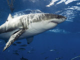 Great White Shark Swims in Clear Water Off Guadalupe Island Photographic Print by Mauricio Handler