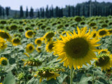 Field of Sunflowers in the Tuscan Countryside Impressão fotográfica por Gina Martin Field of Sunflowers in the Tuscan Countryside Impressão fotográfica por Gina Martin